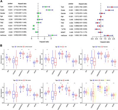 New Autophagy-Ferroptosis Gene Signature Predicts Survival in Glioma